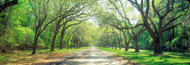 Extra Large Photo Board: Live Oaks and Spanish Moss Savannah - AMER