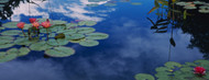 Standard Photo Board: Water Lilies in a Pond - AMER