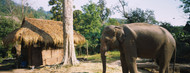 Standard Photo Board: Elephant Chiang Mai Thailand - AMER