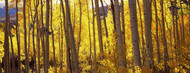 Standard Photo Board: Aspen Trees in Autumn Colorado - AMER