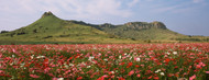 Standard Photo Board: Cosmos Flowers in a Field South Africa - AMER