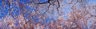 Extra Large Photo Board: Cherry Blossom Trees - AMER - INDY