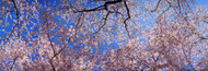 Standard Photo Board: Cherry Blossom Trees - AMER - INDY