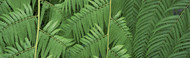 Extra Large Photo Board: Ferns Botanical Gardens Buffalo Erie County - AMER - INDY