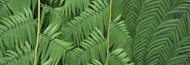 Standard Photo Board: Ferns Botanical Gardens Buffalo Erie County - AMER - INDY