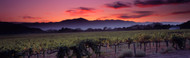 Extra Large Photo Board: Vineyard At Sunset Napa Valley - AMER - INDY