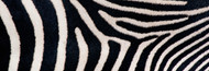 Standard Photo Board: Close-up Greveys Zebra Stripes - AMER - INDY