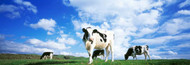 Standard Photo Board: Cows In Field Lake District - AMER - INDY