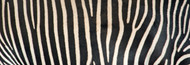 Standard Photo Board: Greveys Zebra Stripes - AMER - INDY