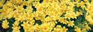 Standard Photo Board: Petunias in Botanical Garden - AMER - INDY