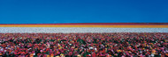 Standard Photo Board: Ranunculus Flowers Carlsbad Ranch - AMER - INDY