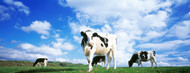 Standard Photo Board: Cows In Field Lake District - AMER