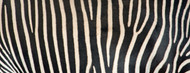 Standard Photo Board: Greveys Zebra Stripes - AMER