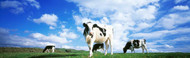 Extra Large Photo Board: Cows In Field Lake District - AMER - INDY