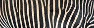 Extra Large Photo Board: Greveys Zebra Stripes - AMER - INDY
