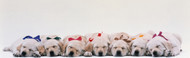 Extra Large Photo Board: Labrador Puppies Sleeping - AMER - INDY