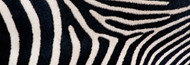 Extra Large Photo Board: Close-up Greveys Zebra Stripes - AMER