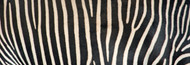 Extra Large Photo Board: Greveys Zebra Stripes - AMER