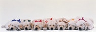 Extra Large Photo Board: Labrador Puppies Sleeping - AMER