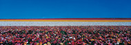 Extra Large Photo Board: Ranunculus Flowers Carlsbad Ranch - AMER
