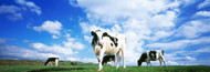 Extra Large Photo Board: Cows In Field Lake District - AMER