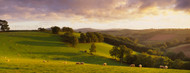 Standard Photo Board: Sheep Grazing Devon - AMER