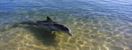 Standard Photo Board: Bottle-Nosed Dolphin in Sea - AMER