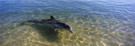 Extra Large Photo Board: Bottle-Nosed Dolphin in Sea - AMER