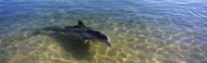 Extra Large Photo Board: Bottle-Nosed Dolphin in Sea - AMER - INDY