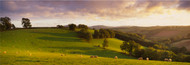 Extra Large Photo Board: Sheep Grazing Devon - AMER