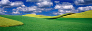 Extra Large Photo Board: Clouds over a Canola Field Palouse - AMER
