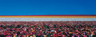 Standard Photo Board: Ranunculus Flowers Carlsbad Ranch - AMER