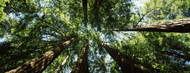 Standard Photo Board: Sequoia Trees Muir Woods - AMER