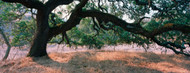 Standard Photo Board: Standard Photo Board: Oak Tree in a Field Sonoma County - AMER