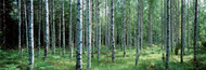 Standard Photo Board: White Birches Aulanko National Park Finland - AMER