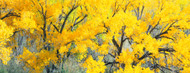 Standard Photo Board: Yellow Cottonwood Tree - AMER
