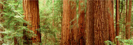 Standard Photo Board: Redwoods Muir Woods - AMER - INDY