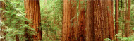 Extra Large Photo Board: Redwoods Muir Woods - AMER -INDY