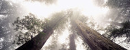 Standard Photo Board: Angle View of Redwood Trees - AMER