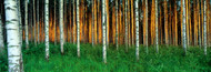 Extra Large Photo Board: Birch Trees Finland - AMER