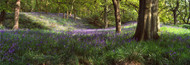 Extra Large Photo Board: Bluebonnets in Newton Wood Texas - AMER