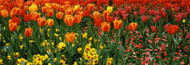 Extra Large Photo Board: Tulips in a Field St. James's Park - AMER