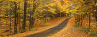 Standard Photo Board: Autumn Road Emery Park New York State - AMER