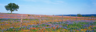 Extra Large Photo Board: Bluebonnets in Hill Country Field Texas - AMER