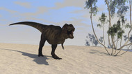 Tyrannosaurus Rex Hunting In An Open Desert