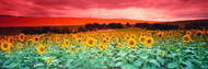 Sunflowers Corbada Spain