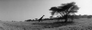 Giraffe on Kenyan Plain BW