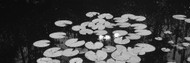 Water Lilies in Suwannee Canal BW