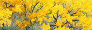 Yellow Cottonwood Tree