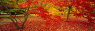 Red Leaf Trees in Westonburt